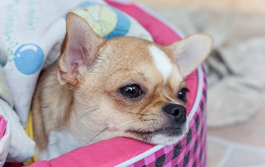 警惕 这几种疾病狗狗和人类会互相传染-八凡集