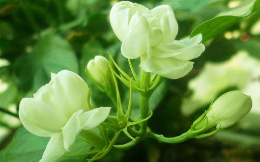 盆栽茉莉的施肥方法-八凡集