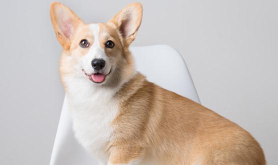 养宠道路上总是不那么太平 狗狗日常喂养小知识大公开-八凡集