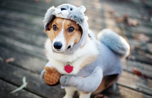 狗狗并不总是喜欢被抚摸 学会抚摸狗狗让它更喜欢你-八凡集