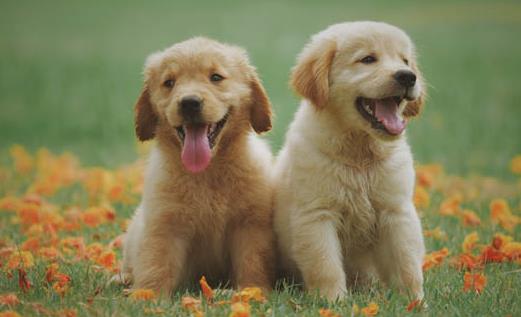 狗假孕有奶了怎么办 狗假孕有什么症状-八凡集