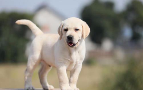 铲屎官没有留意到的小细节 让狗狗倍感难受还易生病-八凡集