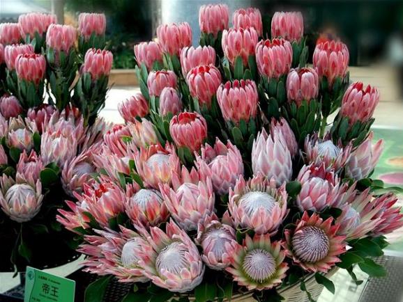 帝王花如何养殖？习性是什么？学会这几点帝王花养起来不难！-八凡集