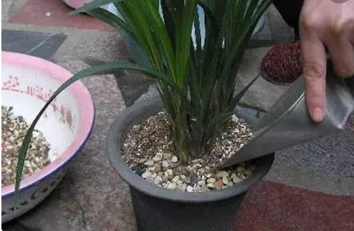 施肥是花卉养护中最为关键的一环 四季施肥那些事-八凡集