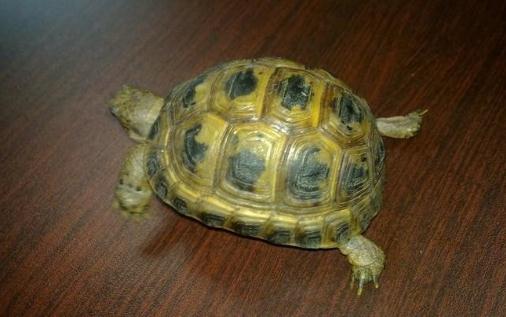 养乌龟对于水的管理-八凡集