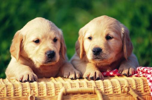 狗狗基础训练三个月开始 各种动作训练方法解读-八凡集