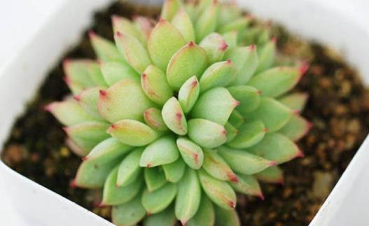 你家的花活不了 学花市选花技巧助你养好花-八凡集