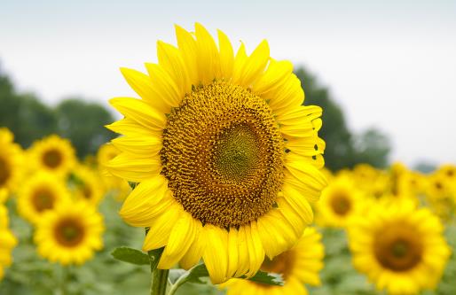 备孕期勿吃的食物大全 备孕期规范饮食拥有健康宝宝-八凡集