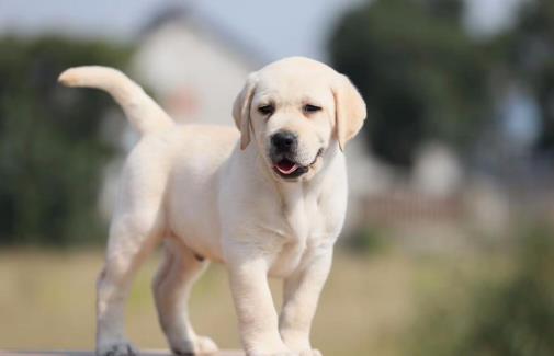 伤害狗狗身体的习惯揭秘 狗狗憋尿对身体伤害很大-八凡集