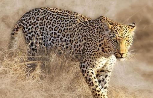 豹子的家族成员多种多样 原来豹子还分这么多类型-八凡集