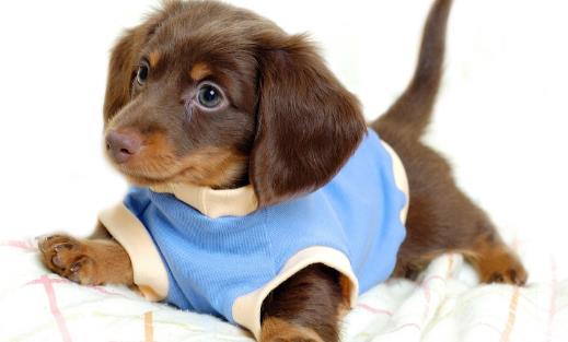 狗狗行为看上去奇怪,其实是在表达对我们的爱