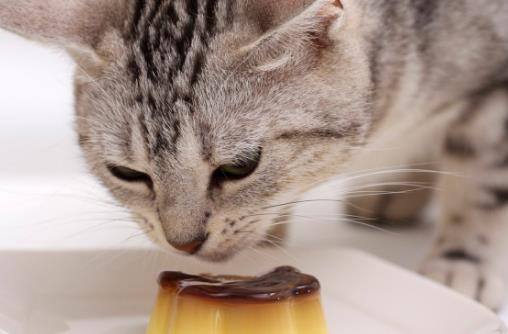 猫咪被吓着以后,铲屎官别坐视不管,有这4种安抚方式