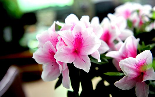 杜鹃花的浇水方法注意事项-八凡集