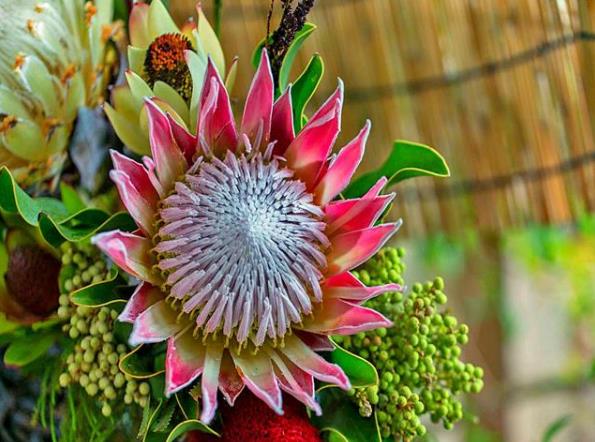 帝王花如何养殖?习性是什么?学会这几点帝王花养起来不难!