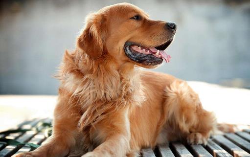 不要这样养狗,狗狗老去的速度,铲屎官再也追不上了