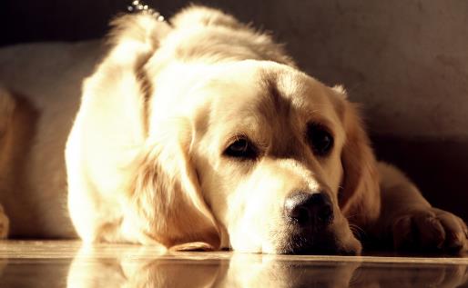 金毛遛完后肉垫竟然受伤 养护狗狗一定要注意的细节-八凡集