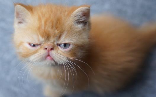 宠物猫攻击人 对待咬人的猫咪纠正训练-八凡集