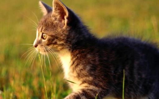 猫咪走丢了 让猫咪自己回家的技巧与注意事项-八凡集