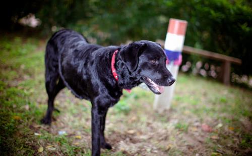 不要有这4个习惯,伤害狗狗身体的同时,还可能缩短它们生