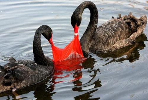 塑料袋对环境的危害有哪些?塑料袋的毒性-八凡集