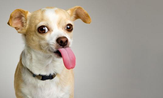 想养狗狗吗？新手养狗的具体攻略-八凡集