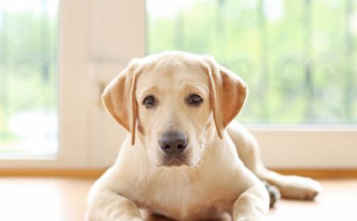 狗狗不会定点上厕所可咋整 训练狗狗定点大小便方法-八凡集