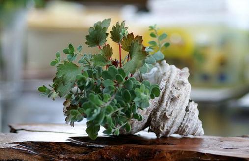 家庭养花需要注意哪些事项？-八凡集