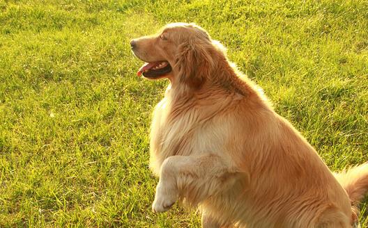 家庭常备宠物药箱 给狗狗喂药的小技巧-八凡集
