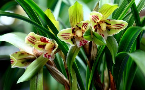 温夏季度高兰花问题多 缓解叶子干尖有妙招-八凡集