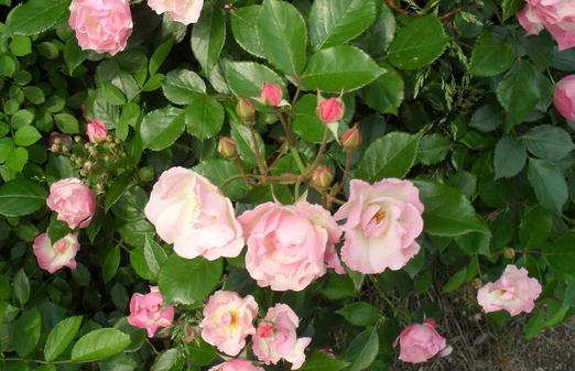 如何养殖山茶花？-八凡集