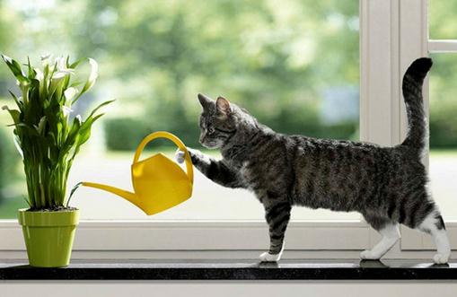 过期牛奶浇花的可行性和注意事项-八凡集