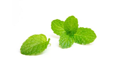 薄荷换盆移盆可以晒太阳吗?-八凡集