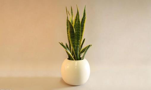 家里有异味 养这些不太起眼还能净化空气的绿色植物-八凡集