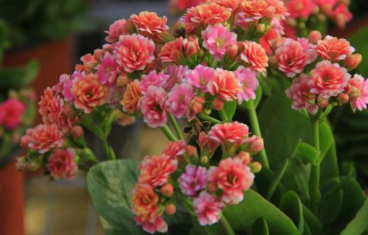 在家想养花就选这3种 开花长达100天-八凡集