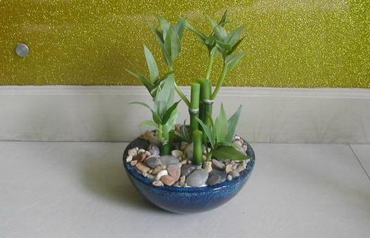 土栽富贵竹盆景的养护要点-八凡集