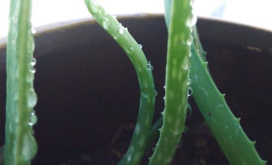 孕期的饮食禁忌 避免吃到不利于胎儿发育的食物-八凡集