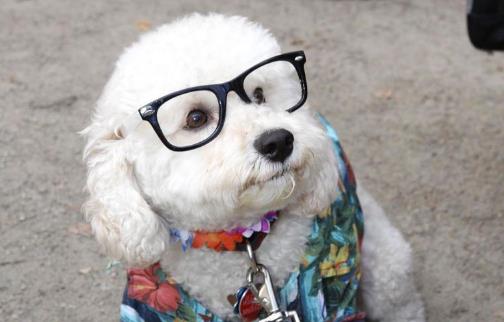 狗狗的视力是否足够晚上看东西 狗眼色区揭秘-八凡集