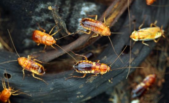 灭蟑螂还在只用蟑螂药吗 简单易学的居家灭蟑小妙招-八凡集