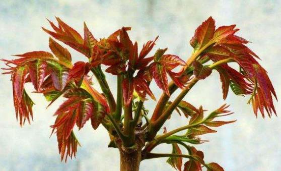 民间有常食香椿芽不染病说法 孕妇吃香椿注意事项-八凡集