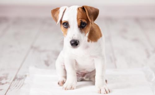 哪些狗狗好养又不生病 养狗狗的日常注意事项-八凡集