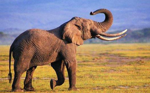 长鼻子的动物新奇古怪 长鼻子有出人意料的新奇功能-八凡集
