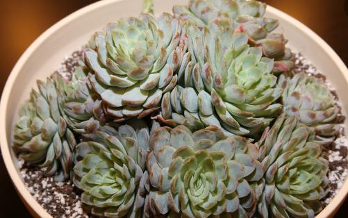 养花的误区 别再摧残你家的植物啦-八凡集