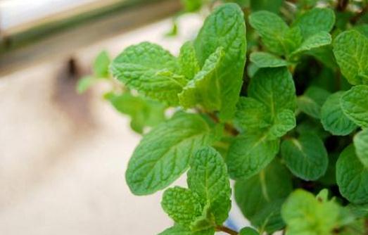 让薄荷盆栽爆盆的方法-八凡集