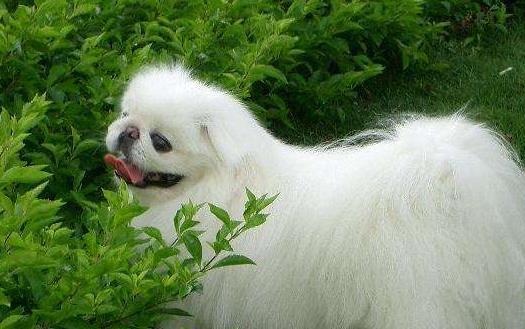 长不大又好养的狗狗品种 小型宠物狗品种推荐-八凡集