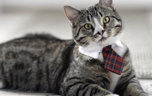 宠物猫咪不喜欢喝水不一定是病 这六种方法拯救你