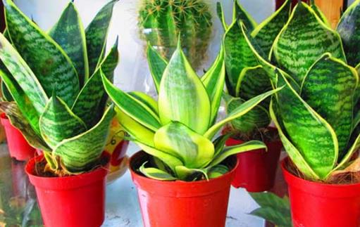 家庭养花 放着也能活的虎皮兰-八凡集