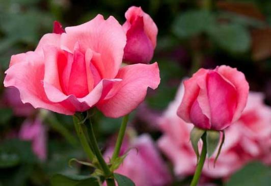 月季花怎么养 养月季花的注意事项-八凡集