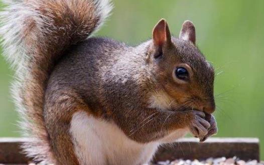 松鼠竟能与响尾蛇抗衡 松鼠传奇-八凡集