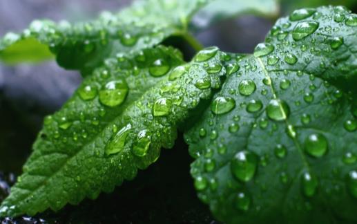 用植物驱赶蚊虫 有驱蚊虫效果的植物-八凡集