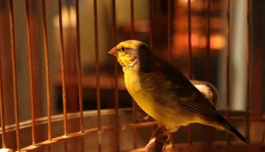 家里养鸟可以促进身心健康-八凡集